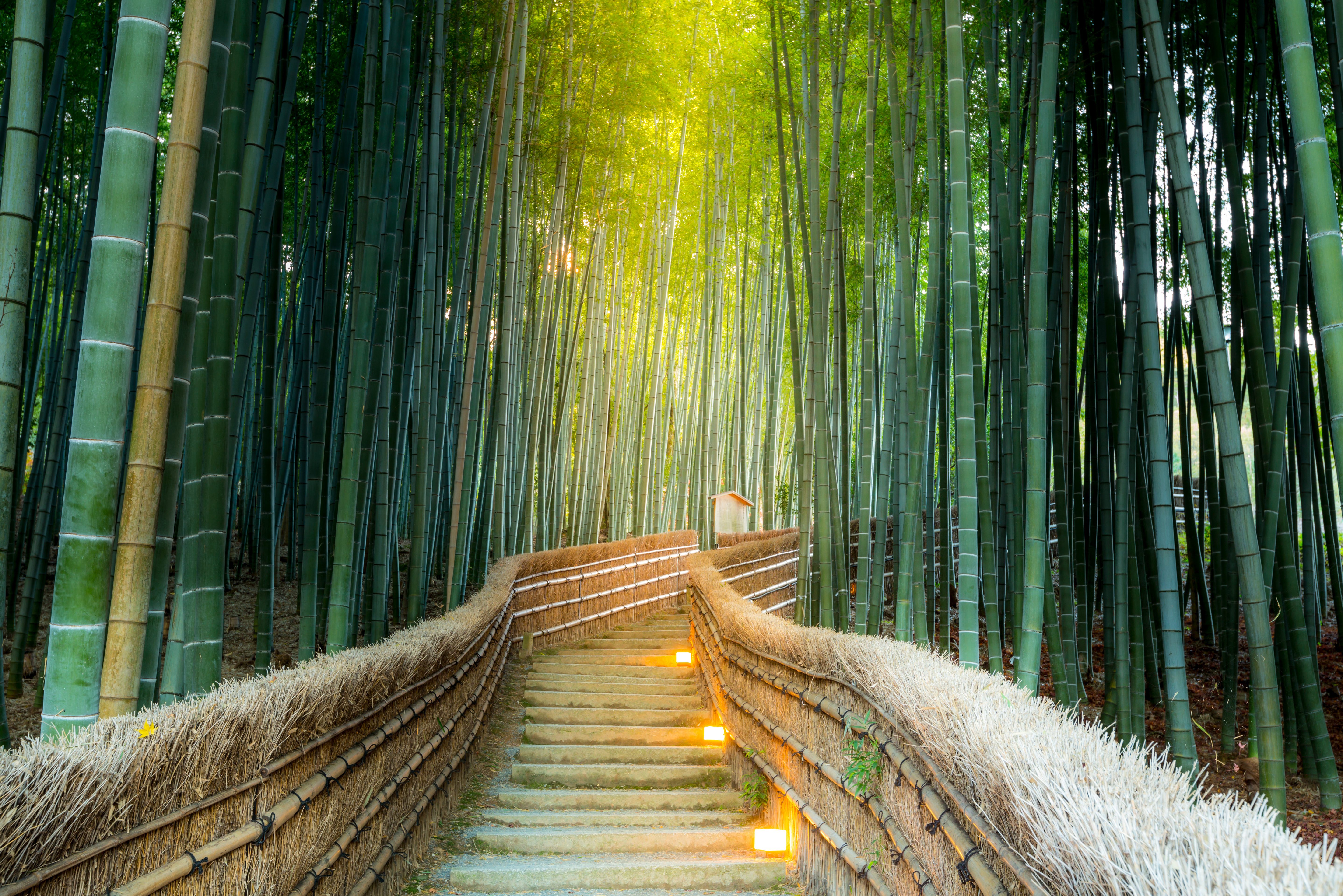 japan kyoto arashiyama bamboo bos
